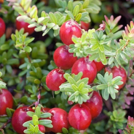 Американска червена боровинка сорт Early Black