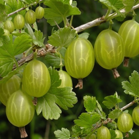 Цариградско грозде сорт „Инвикта“ 