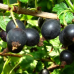 Разсад Йостабери (Ribes × nidigrolaria Josta)