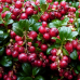 Червена боровинка сорт Red Pearl