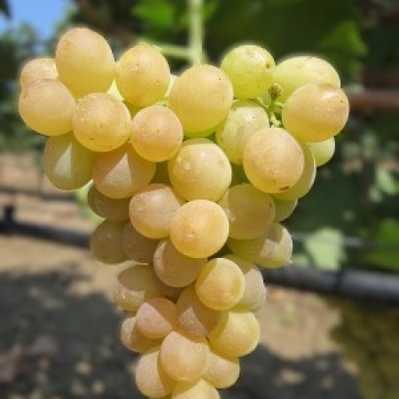 Лоза сорт "Болгар"