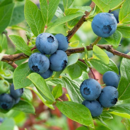 Американска боровинка сорт "Чандлър"