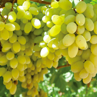 Лоза сорт "Виктория"