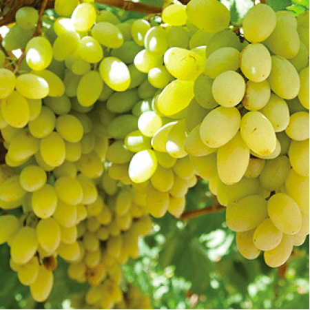 Лоза сорт "Виктория"