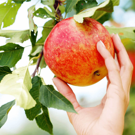 Мини ябълка сорт "CORQUELLA"