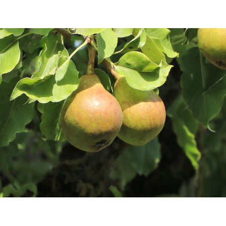 Мини Круша сорт "Garden Pearl"