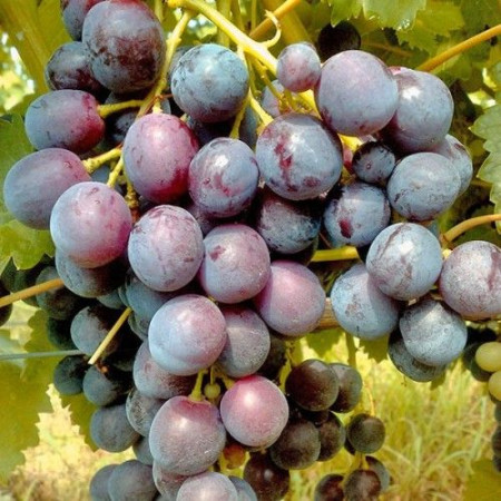 Лоза сорт "Кардинал"