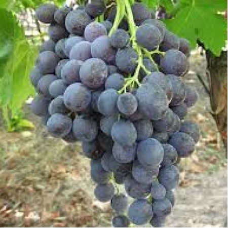 Лоза сорт "Хамбургски мискет"