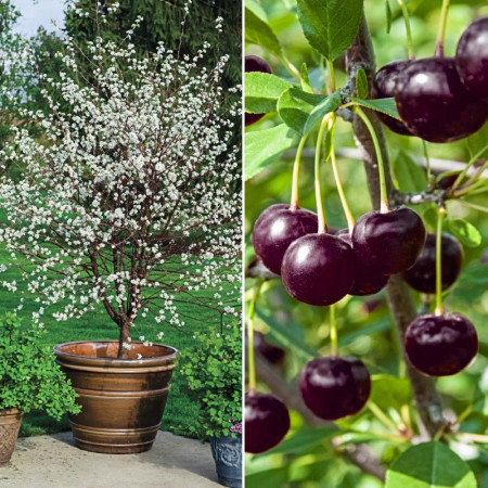 Мини вишна сорт "Piemont"