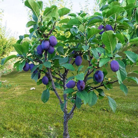 Мини слива сорт "Bühler"