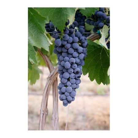 Лоза сорт "Сира"