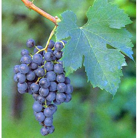 Лоза сорт "Мерло"