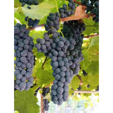 Кайлъшки рубин