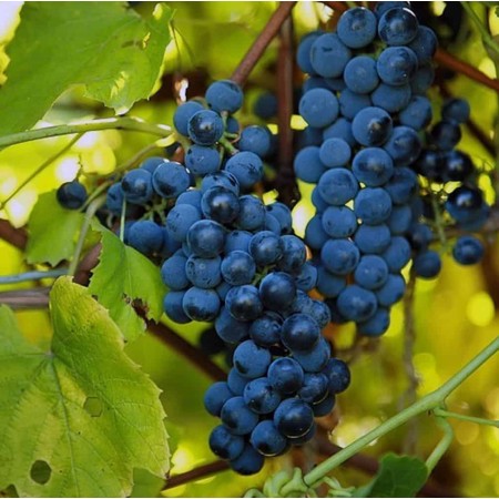 Лоза сорт "Мавруд"