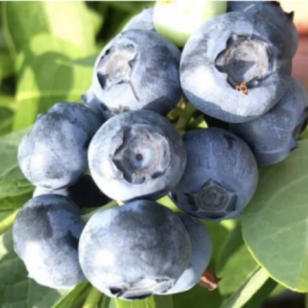 Боровинка сорт “HortBlue Petite”