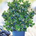 Боровинка сорт “HortBlue Petite” Боровинка сорт “HortBlue Petite”
