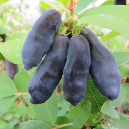Камчатска боровинка сорт "Blue banana"