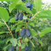 Камчатска боровинка сорт "Blue banana" Камчатска боровинка сорт "Blue banana"