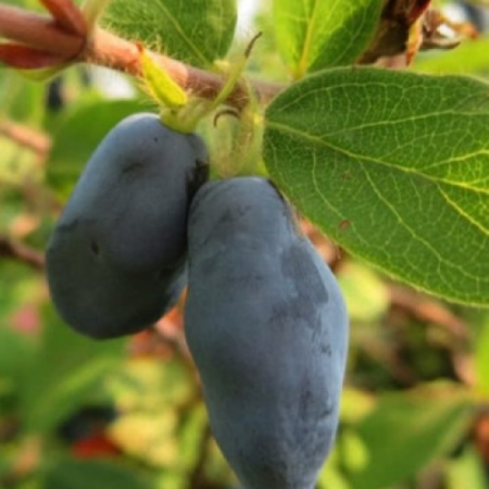 Камчатска боровинка сорт "Boreal Beast"