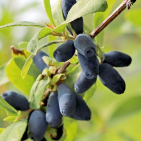 Камчатска боровинка сорт "Candy Blue (Lawina)”