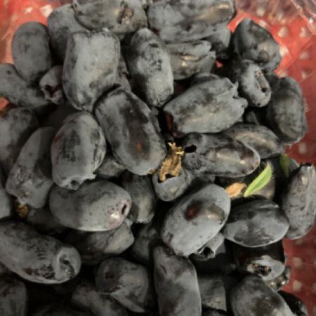 Камчатска боровинка сорт Индиго Джем