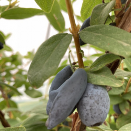 Камчатска боровинка сорт Хонейбий