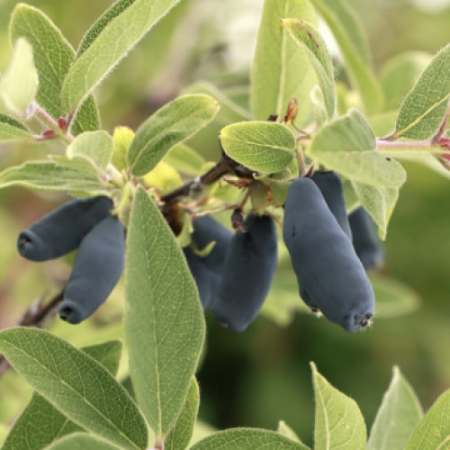 Камчатска боровинка сорт "Услада"