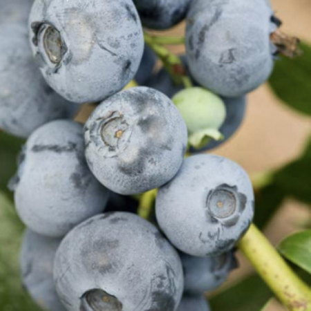 Боровинка сорт “Патриот”