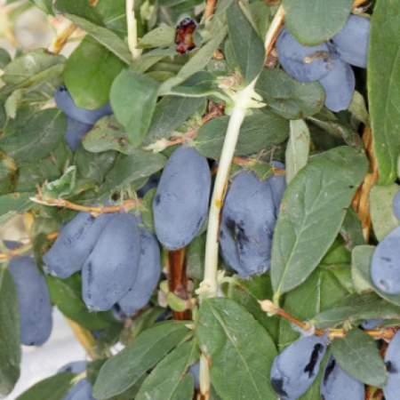 Камчатска боровинка сорт "Boreal BlizzardPBR"