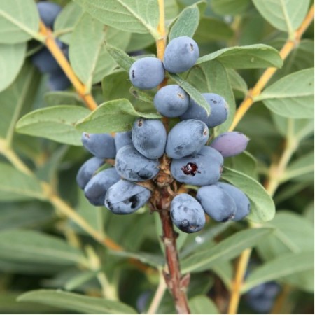 Камчатска боровинка сорт "Blue Moon" (Lonicera caerulea Blue Moon)