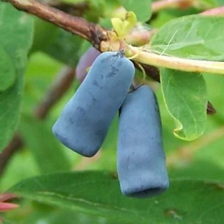 Камчатска боровинка сорт "Larisa" (Lonicera caerulea Larisa)