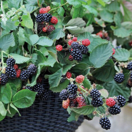 Kъпини сорт „Black Cascade“