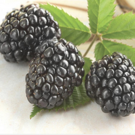 Къпина сорт “Triple Crown”