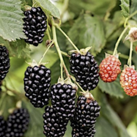 Къпина сорт “Navaho”