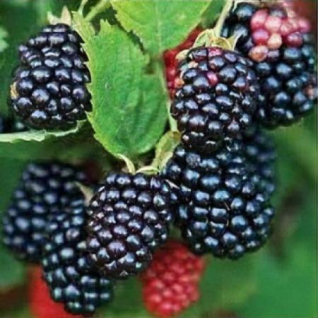 Къпина сорт "Thornfree"