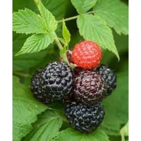 Малини сорт "Блек Джуал"