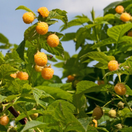 Малина сорт "Голден Еверест" 