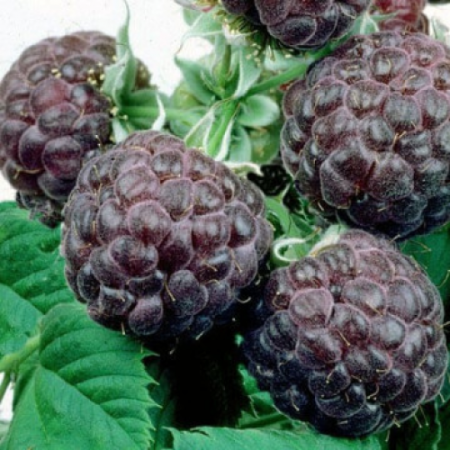 Малина сорт "Глен Ко"