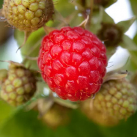 Малина сорт "Дормант Ред"