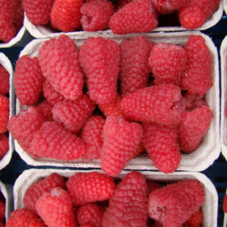 Малина сорт "Соколица"