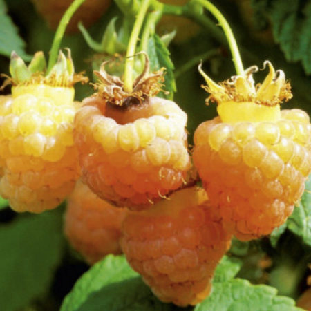 Малини сорт "Yellow Sugana"