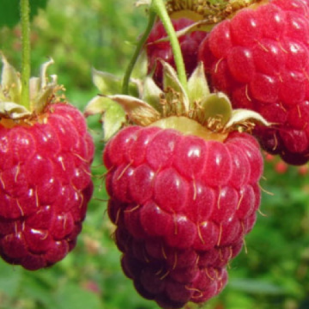 Малини сорт "Ветен"