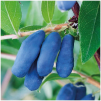 Камчатска боровинка сорт „Ленинградски Великан“