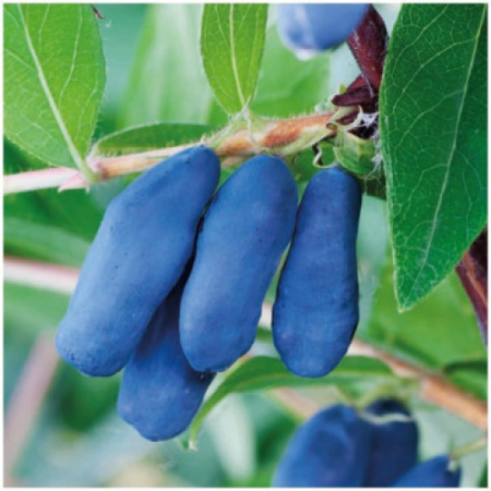 Камчатска боровинка сорт „Ленинградски Великан“