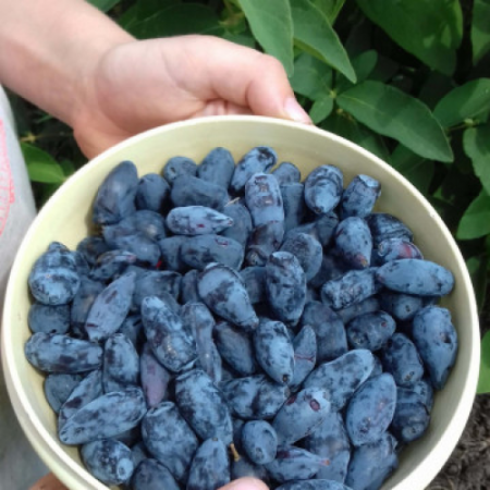 Камчатска боровинка сорт "Ruth"