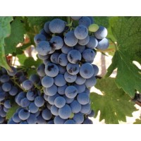 Лоза сорт "Сторгозия"