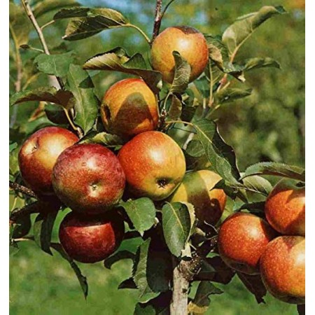 Мини ябълка сорт Делегнина