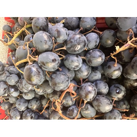 Лоза сорт "Палиери"