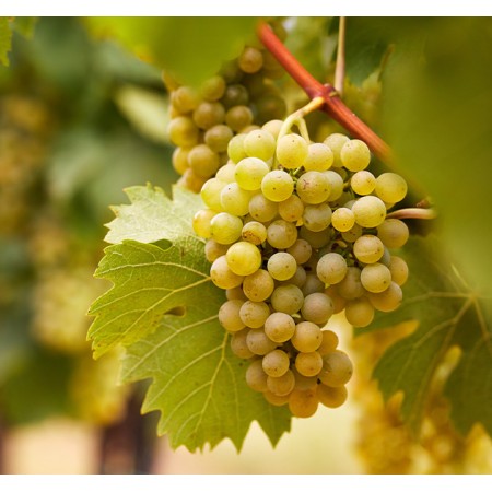 Лоза сорт "Шардоне"