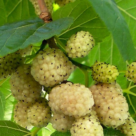 Черница сорт  Бяла медовая